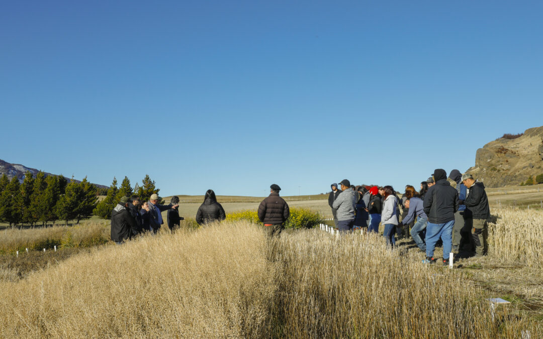 Investigadores destacan avances en programa para potenciar cultivos industriales en Aysén