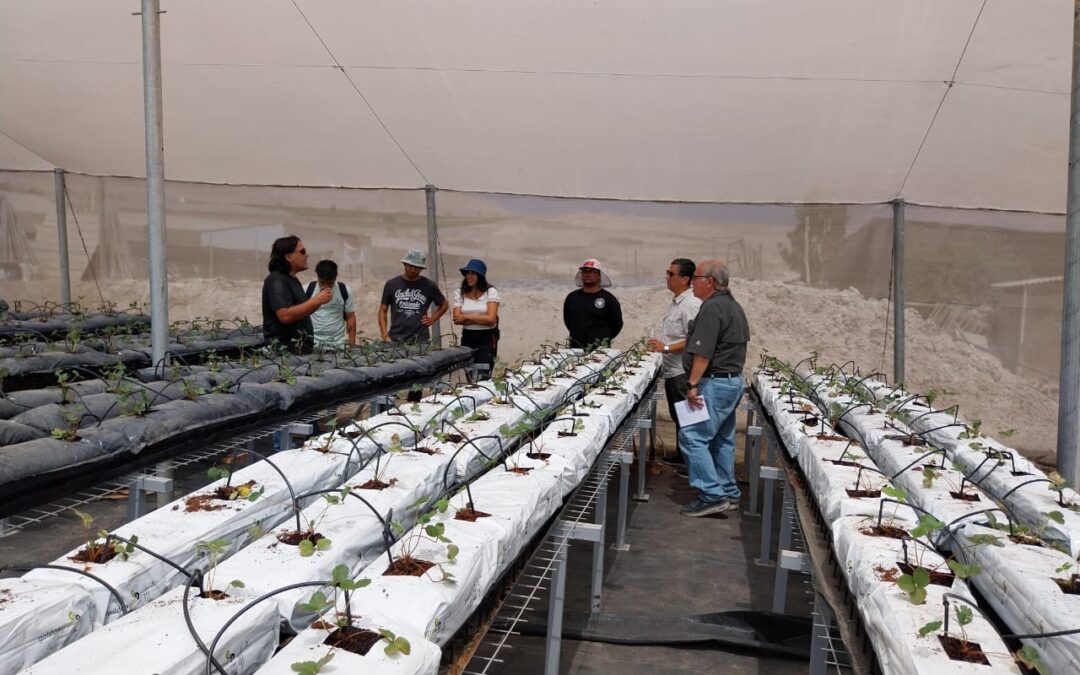 Con residuos como sustratos, pequeños agricultores de Arica y Parinacota podrán cultivar sin suelo y ahorrando agua