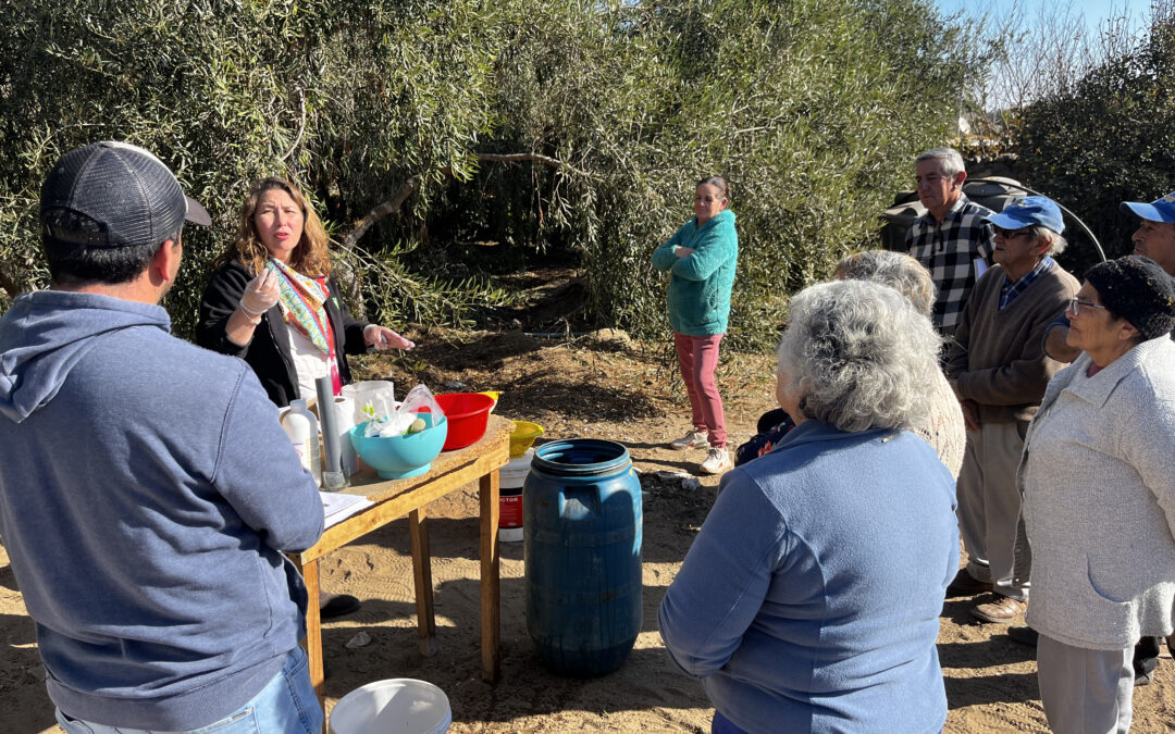 Olivicultores de Carrizalillo aprenden nuevas técnicas para elaborar aceitunas