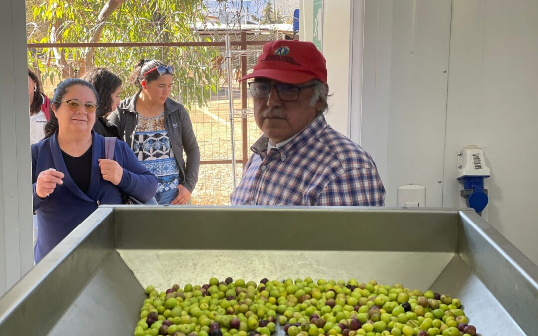 Desde el Valle del Quilimarí, buscan producir aceite de oliva con baja huella de carbono