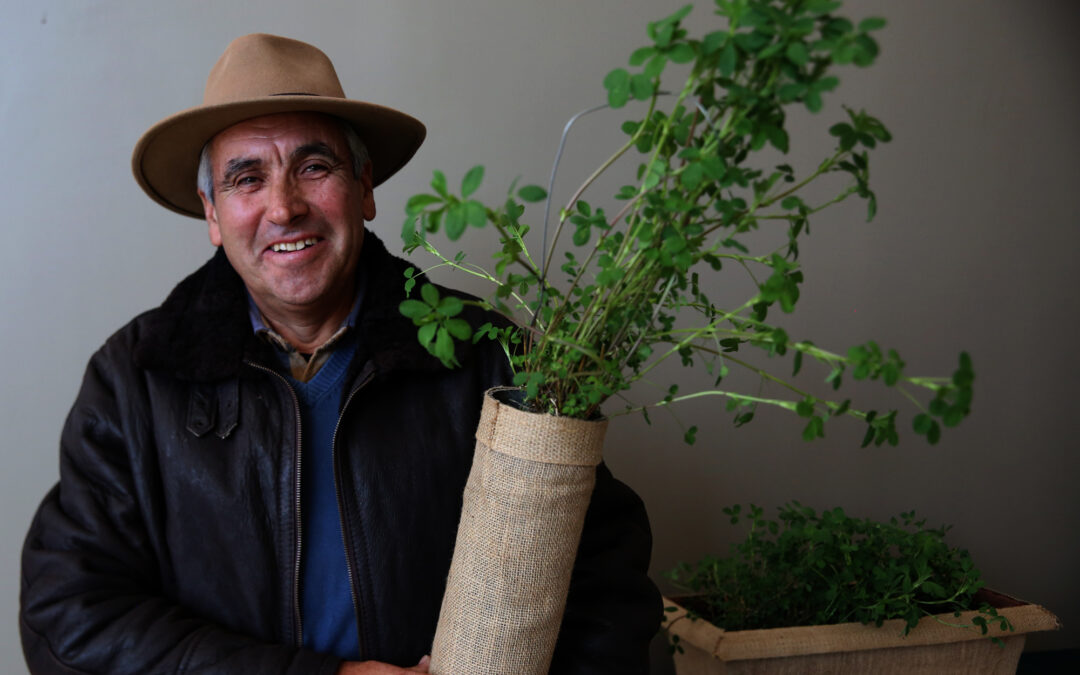 INIA lanza primera variedad de alfalfa de secano que destaca por su alta persistencia y potencial productivo