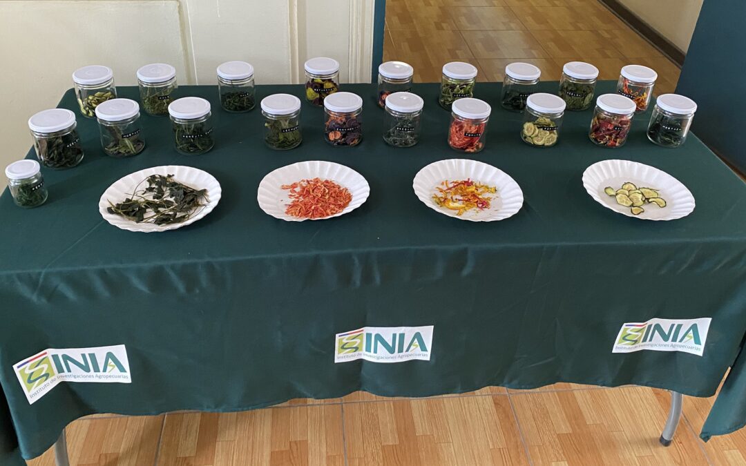 Nueva publicación de INIA presenta la deshidratación de hortalizas como una herramienta para agregar valor a los alimentos