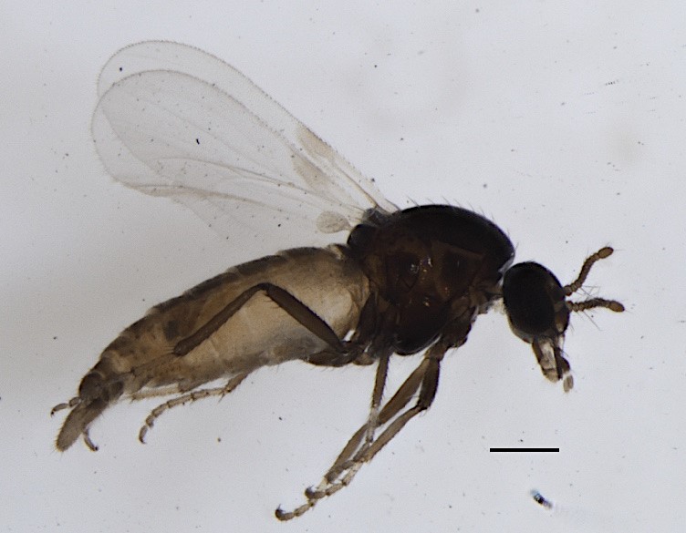 Identifican nueva especie de “polvorita” en los valles de Lluta y Camarones