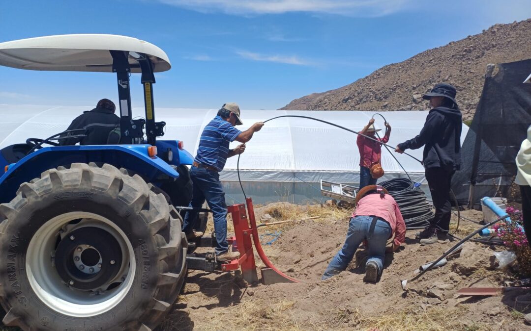 Instalan primer sistema de riego subterráneo en Putre: Ahorra hasta un 60% de agua para el cultivo de alfalfa