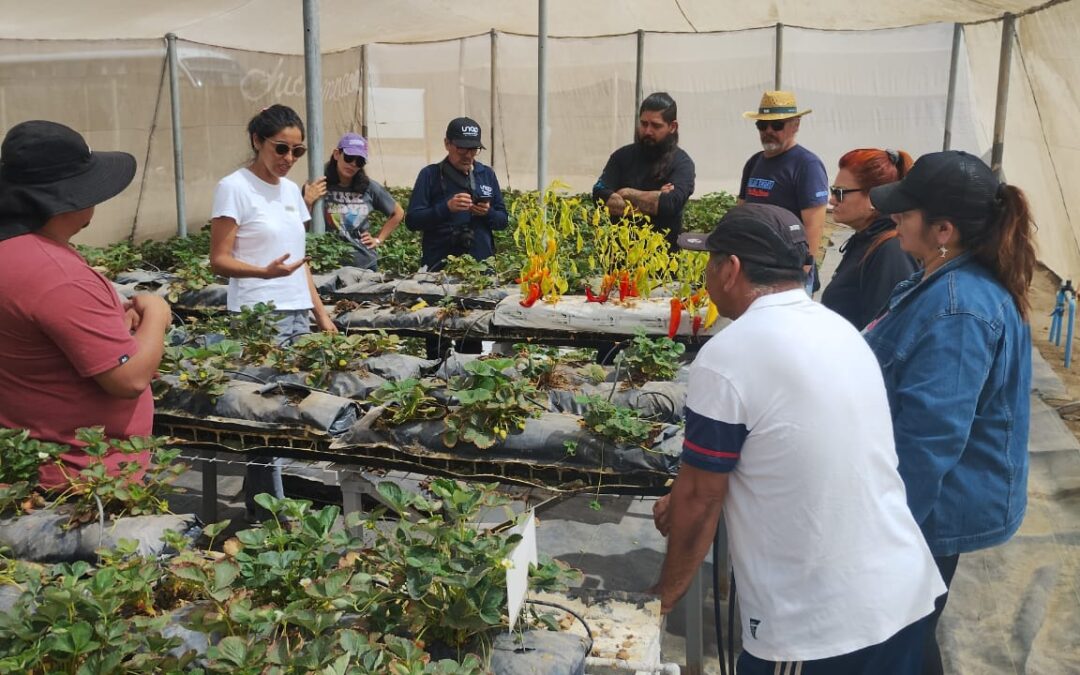 Buenos resultados en cultivo sin suelo con sustrato de compost y gromor impulsa reutilización de residuos agrícolas orgánicos