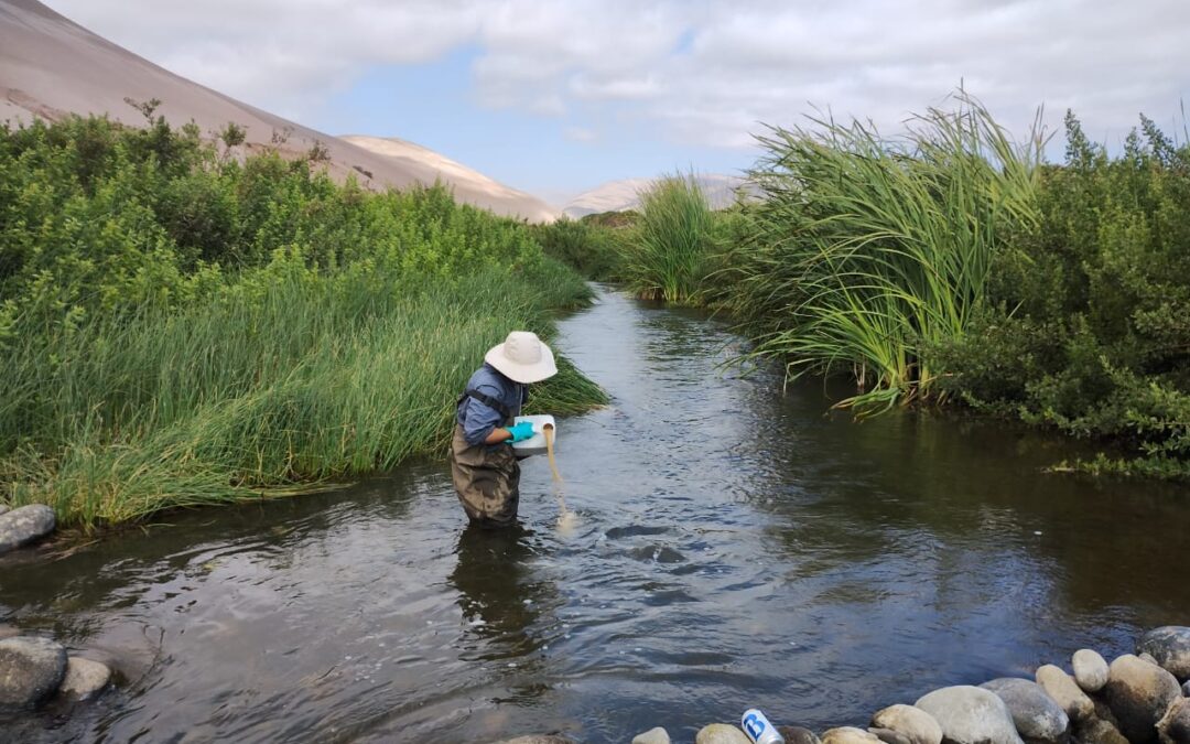 Hasta en un 15% se ha reducido la población de Jerjeles en Arica gracias a aplicaciones de bioinsecticida