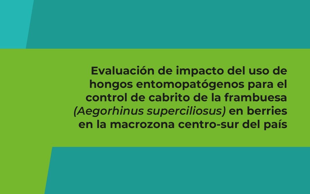 Evaluación de impacto del uso de hongos entomopatógenos para el control de cabrito de la frambuesa (Aegorhinus superciliosus) en berries en la macrozona centro-sur del país