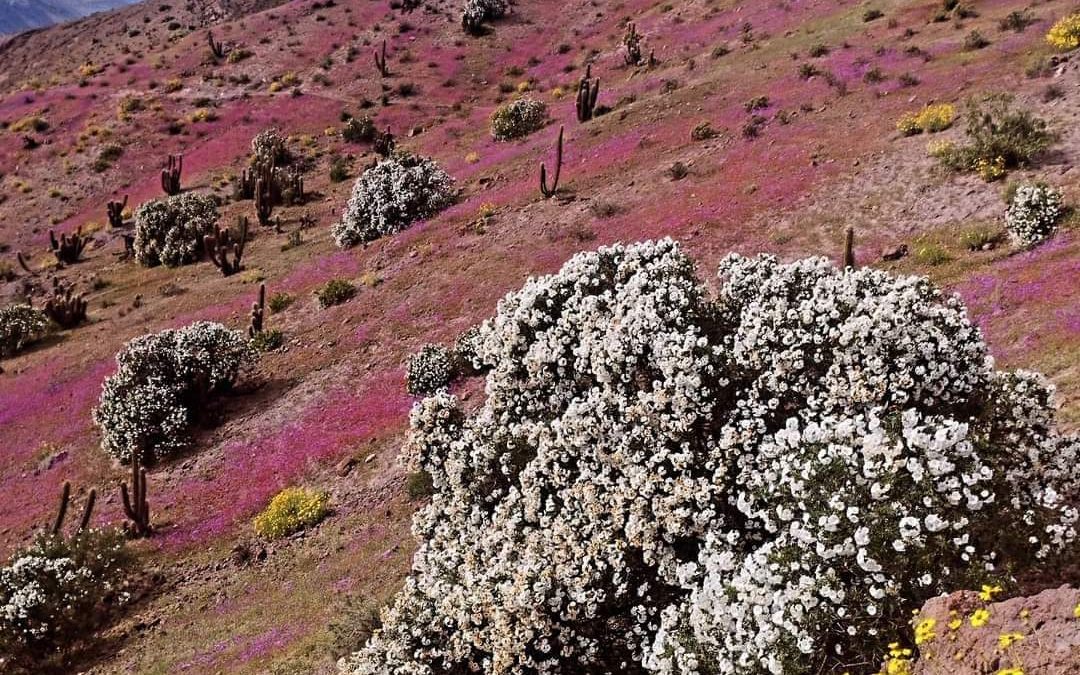 Valle del Elqui recibe la primavera llena de colores gracias a incremento de precipitaciones invernales