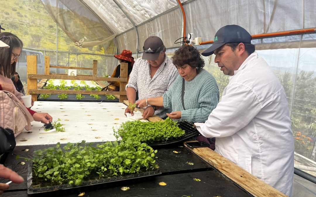 Perejil y cilantro: Agricultores incorporan nuevos cultivos hidropónicos en la Región de Coquimbo