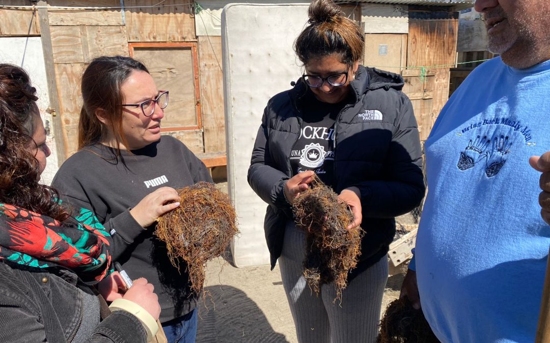 Lanzan en Coquimbo proyecto que busca aprovechar residuos de algas en la agricultura