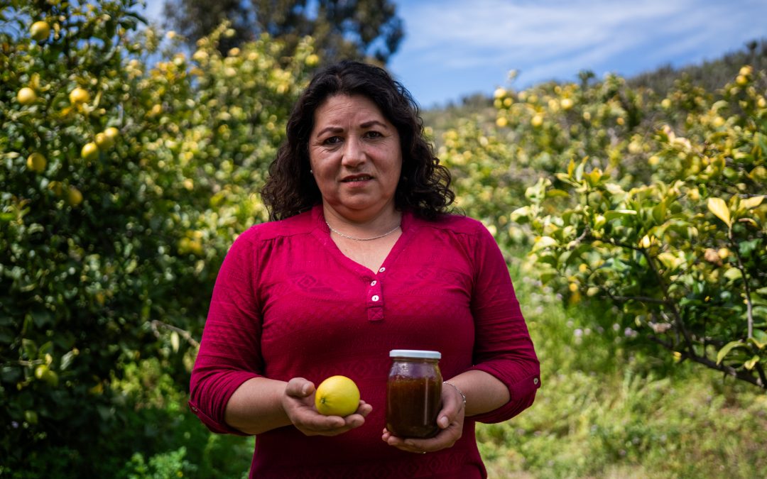 Citricultores de Punitaqui mejoran su competitividad adoptando tecnologías de riego y mejorando manejos agronómicos