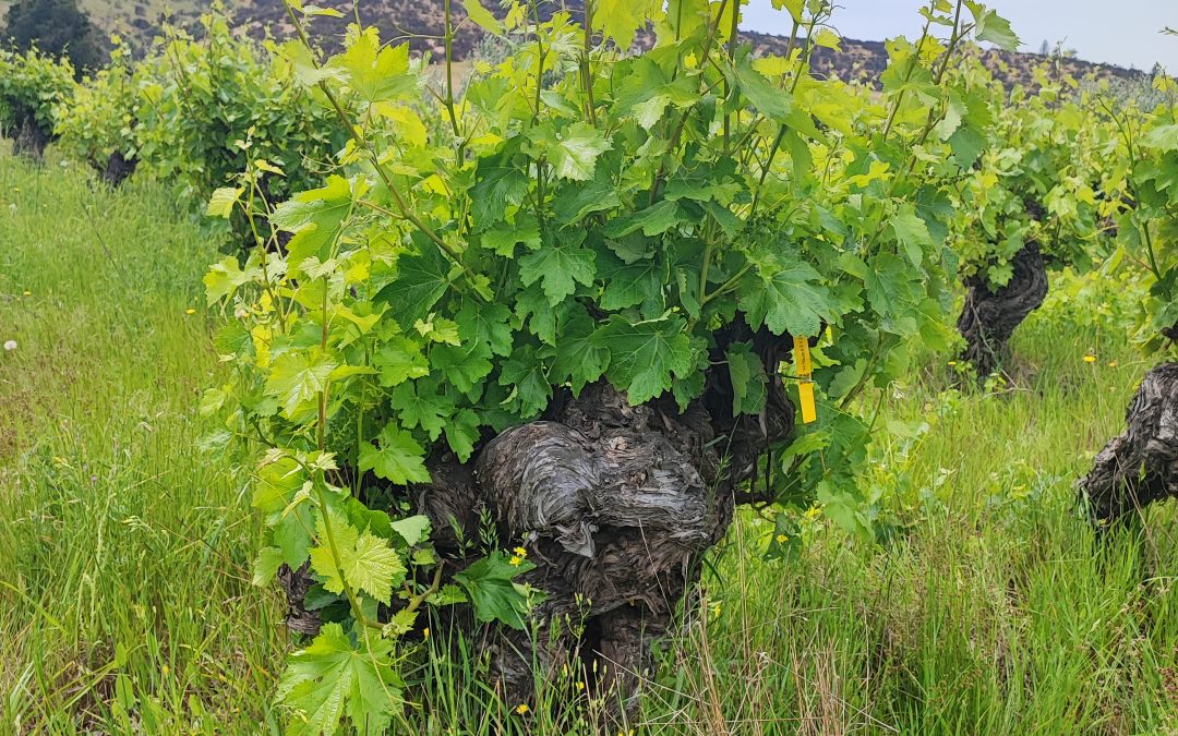 Seminario internacional sobre vitivinicultura criolla y patrimonial: un encuentro para descubrir el legado vitivinícola de la Región del Maule