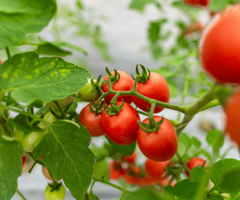 Científicos chilenos y guatemaltecos descubren que bacterias beneficiosas pueden reducir el uso de fertilizantes y aumentar la producción de tomates