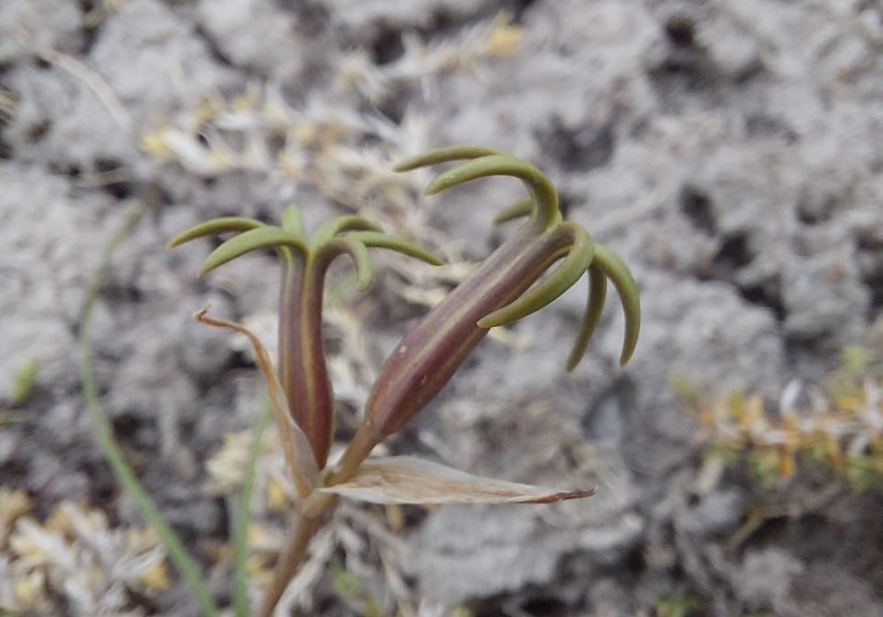 Un Tesoro de la Patagonia Redescubierto: Tristagma ameghinoi Vuelve a Florecer Después de 51 Años