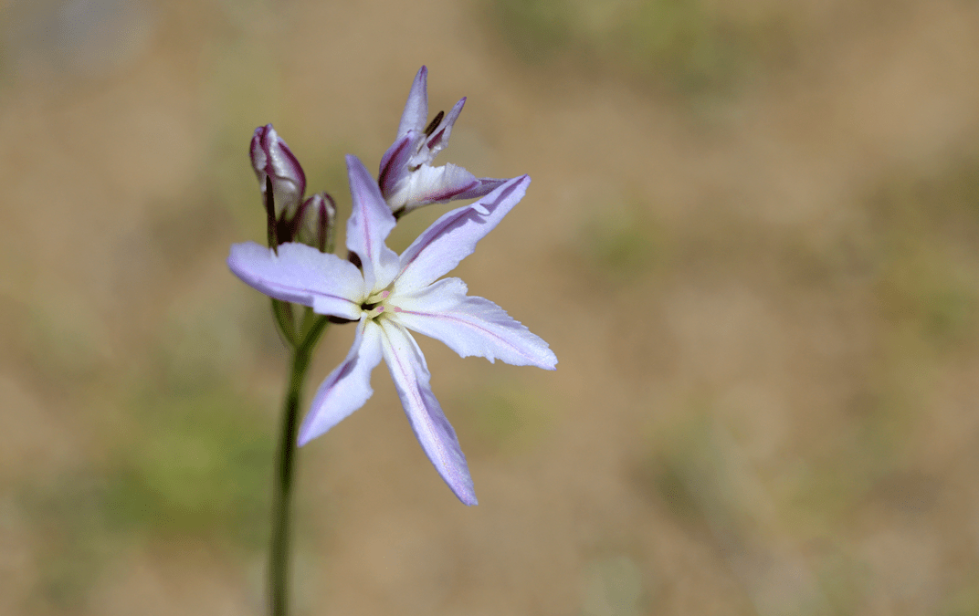 INIA La Platina invita a explorar la biodiversidad chilena  con su nueva guía de campo “Paisajes y Flora de Talamí”