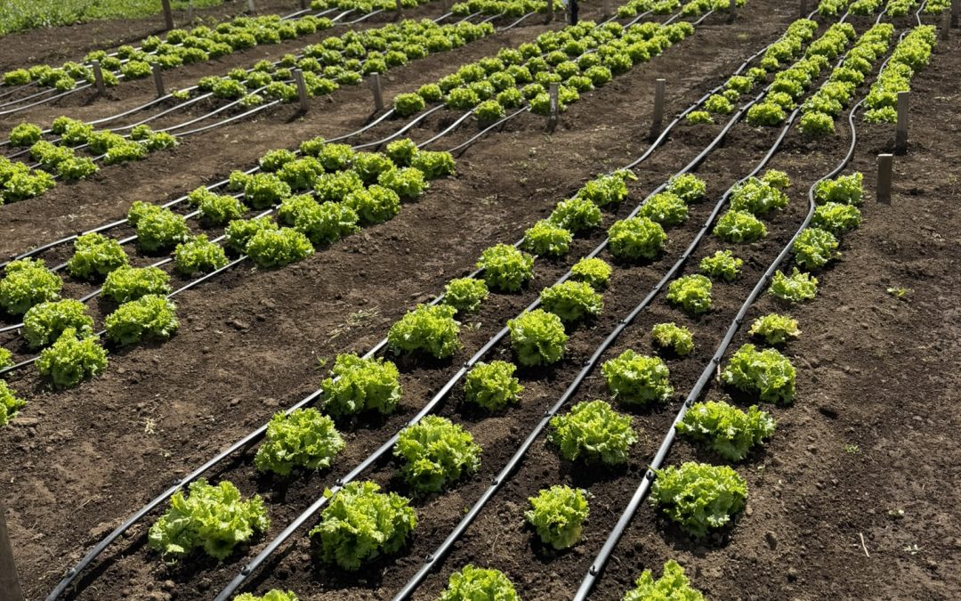 Equipo de investigadores de INIA estudian técnicas para optimizar el uso de agua en la producción de lechuga