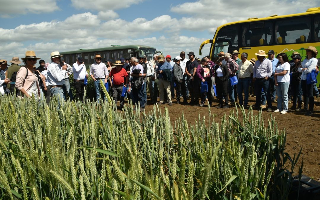 En La Araucanía: PMG de Trigo de INIA Carillanca realiza su día anual con masiva asistencia   