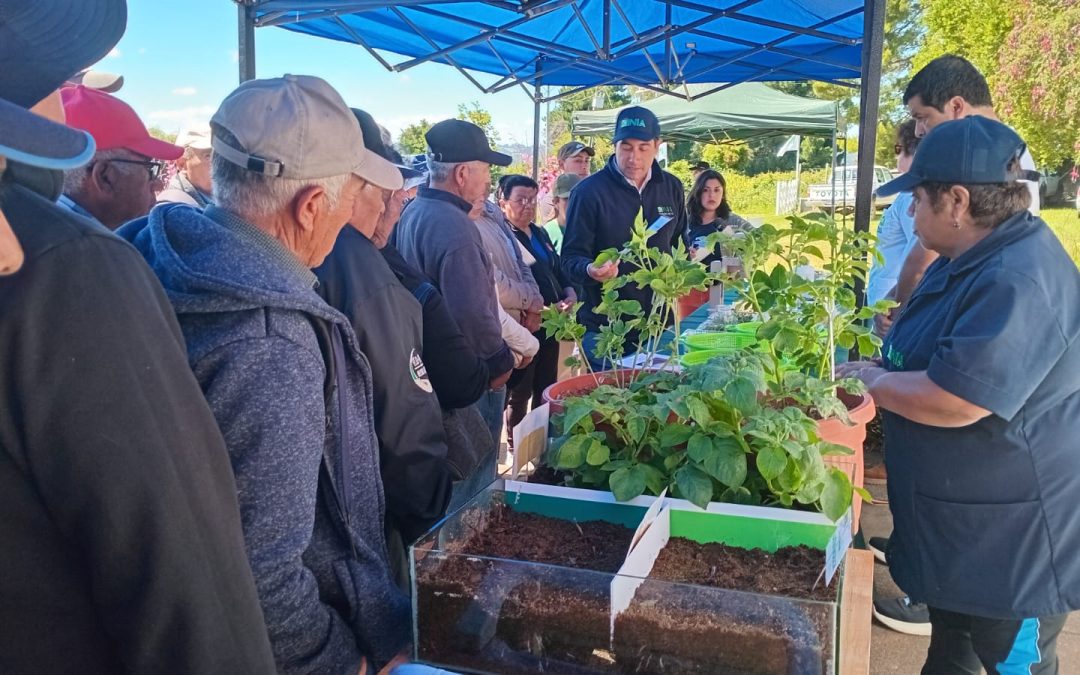 Papa, legumbres y avena: los cultivos presentados en Día de Campo anual del Centro Regional Tranapuente