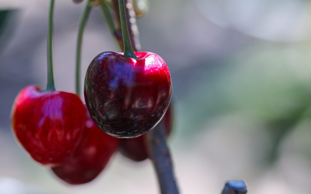 Cerezas en Chile Chico: investigación, producción y comercialización que da frutos