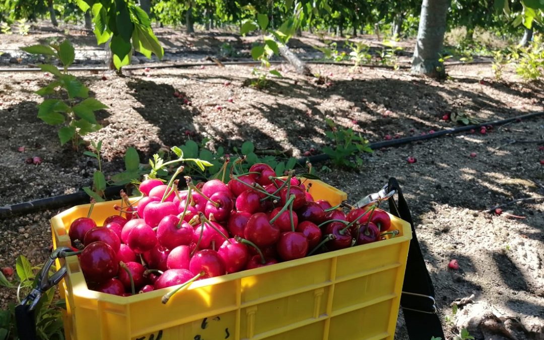 ¿Qué factores provocaron la caída de precios de las cerezas de exportación en China?