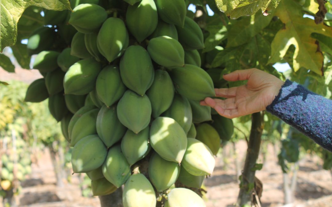 Buscan obtener Sello de Origen para la Papaya Serenense