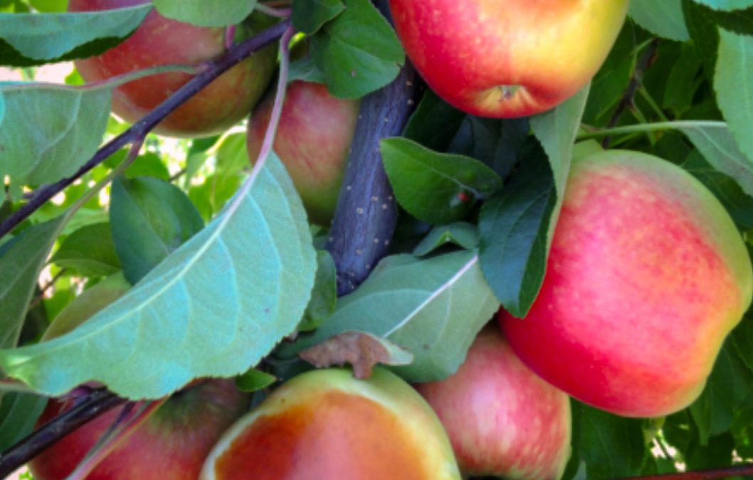 INIA entrega estrategias para proteger cultivos frutales ante las altas temperaturas en Ñuble