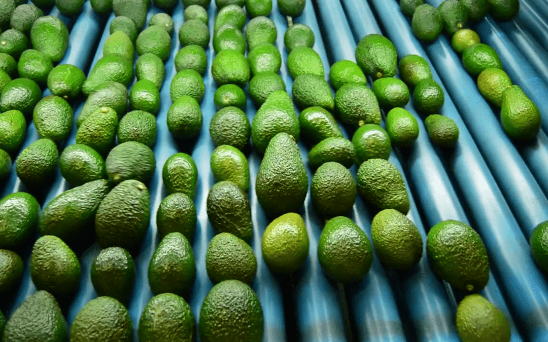 INIA La Platina contribuye a importante  publicación internacional sobre palta: “The Avocado Botany, Production and Uses”