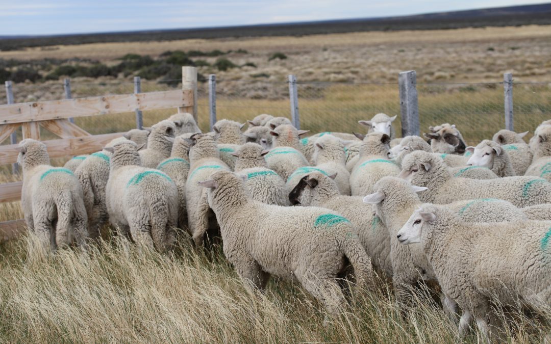 Presentan resultados de proyecto para mejorar la producción ovina post parto en Magallanes