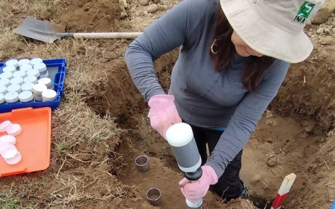 Investigadoras de INIA estudian condiciones de clima y suelo que afectan al gusano blanco en Chiloé