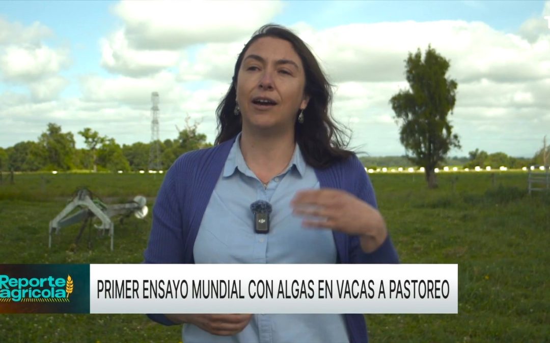 Estudio de uso de algas rojas como estrategia para reducir las emisiones de gases invernadero concita notable interés