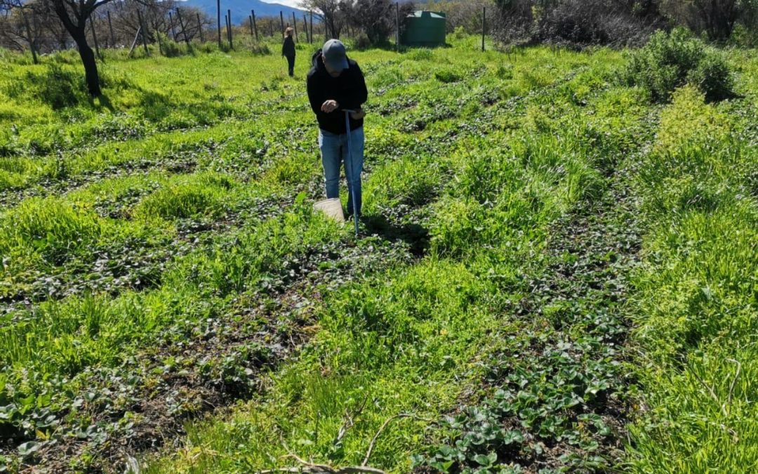 INIA La Platina y Municipalidad de María Pinto celebran  exitoso año de colaboración en agricultura sustentable