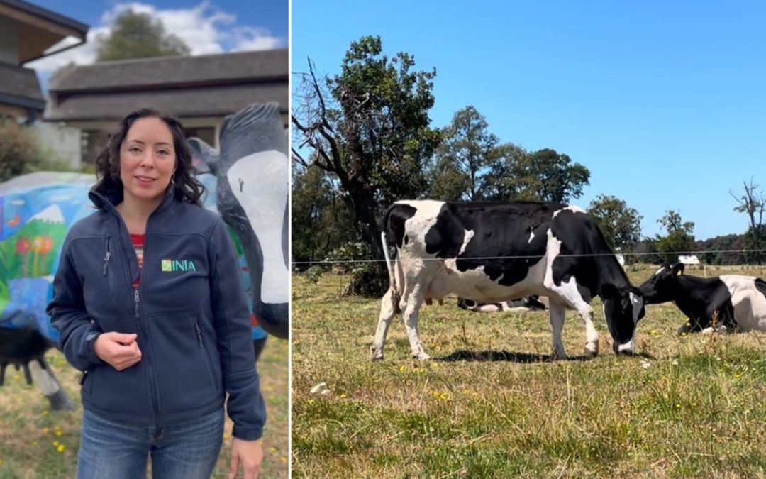 INIA entrega recomendaciones para enfrentar el estrés calórico a través de la dieta de las vacas lecheras durante el verano