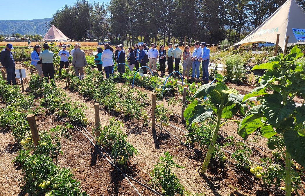 Con visita a huerto productivo en dependencias de Gendarmería de Chile en Cañete, concluyó proyecto agroecológico impulsado por INIA