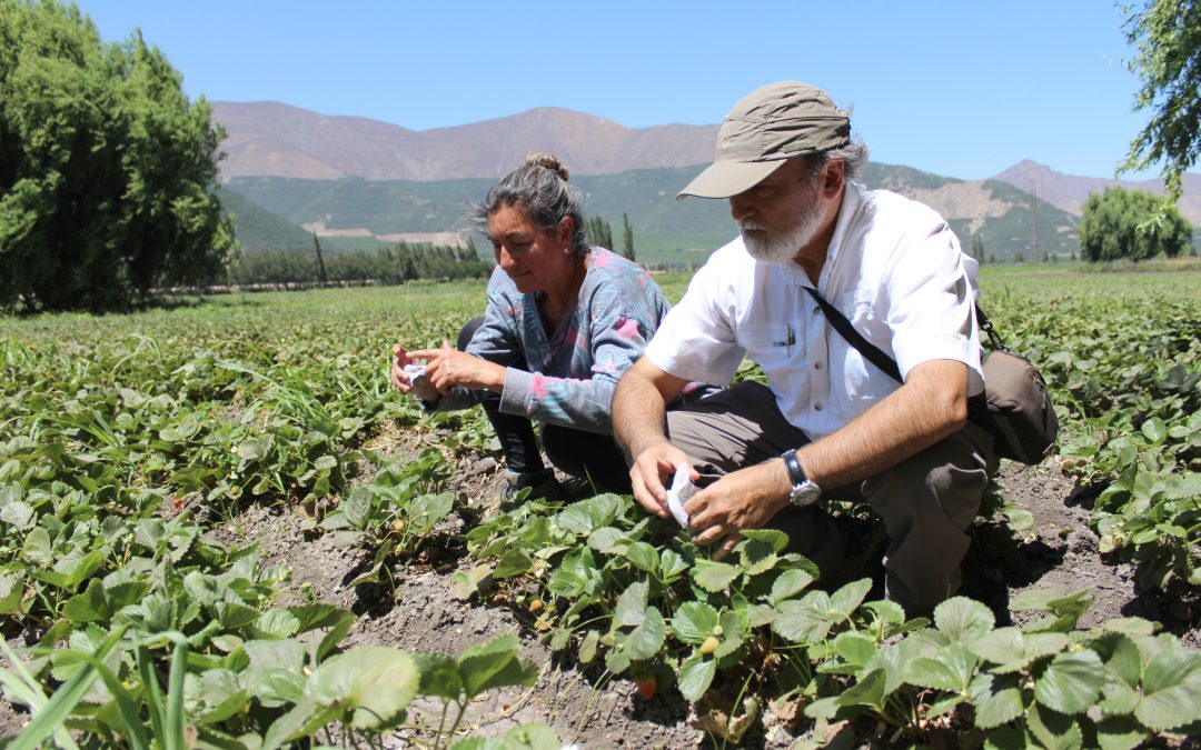 Pequeños agricultores adoptan estrategias sostenibles en tiempos de escasez hídrica