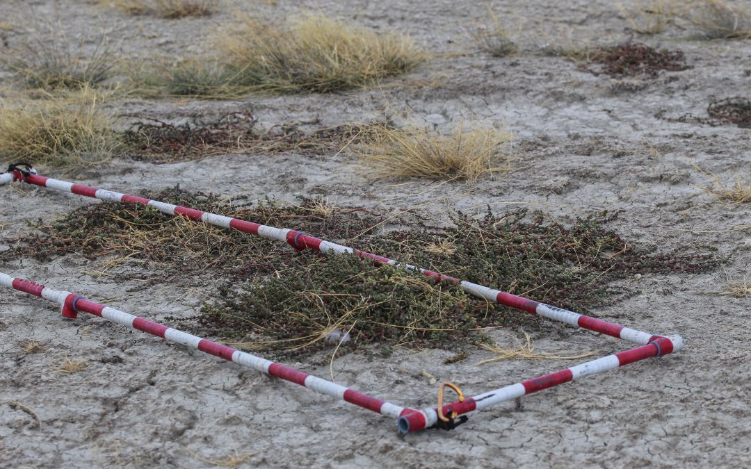 La ciencia y la comunidad intentan revivir un ecosistema en crisis en Laguna Blanca